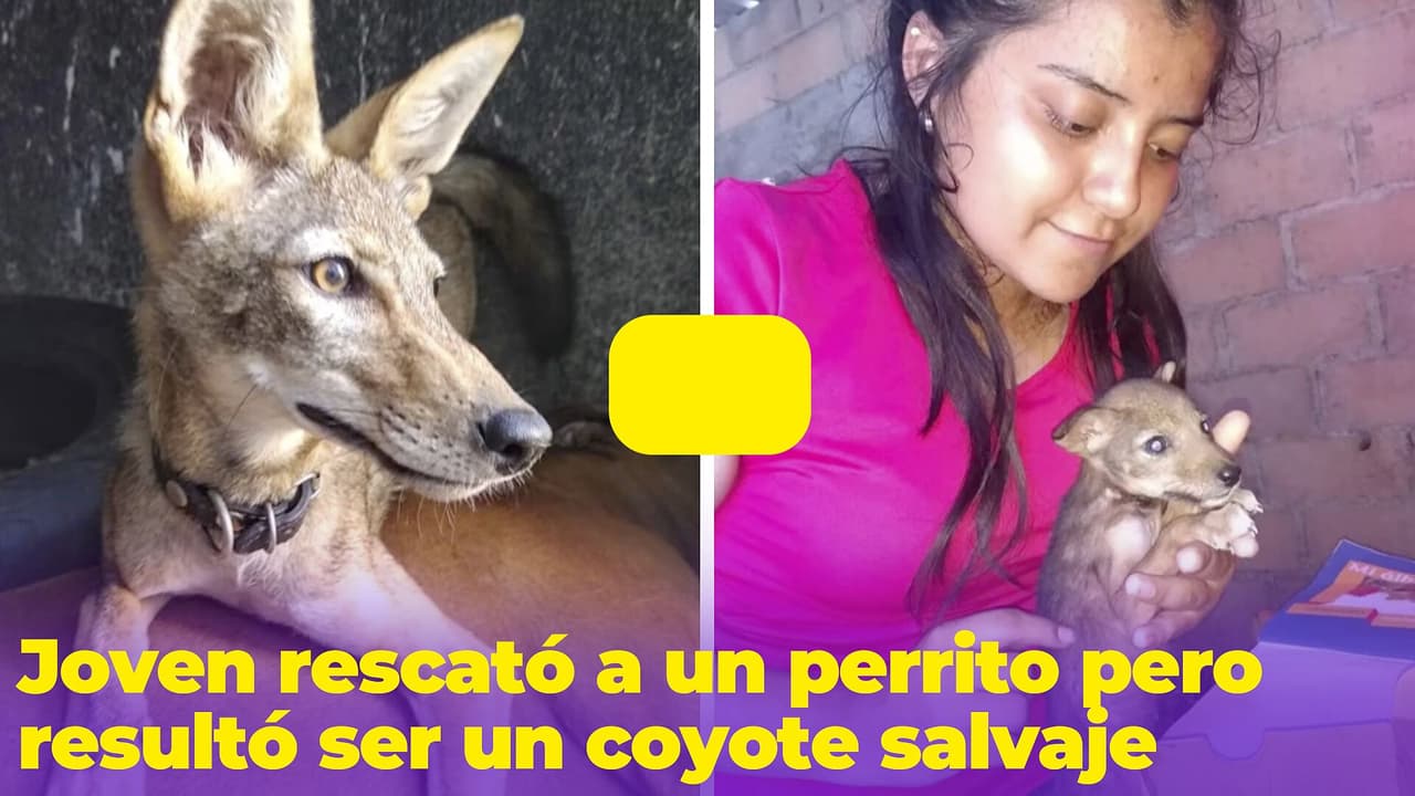 Rescata a “perrito” de la calle que resultó ser un coyote salvaje: así lo descubrió