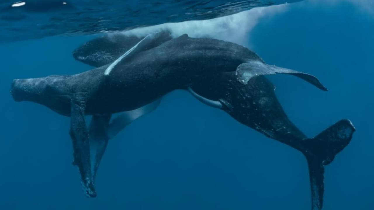 El íntimo momento de las ballenas fue capturado por Lyle Krannichfeld y Brandi Romano el 19 de enero de 2022.