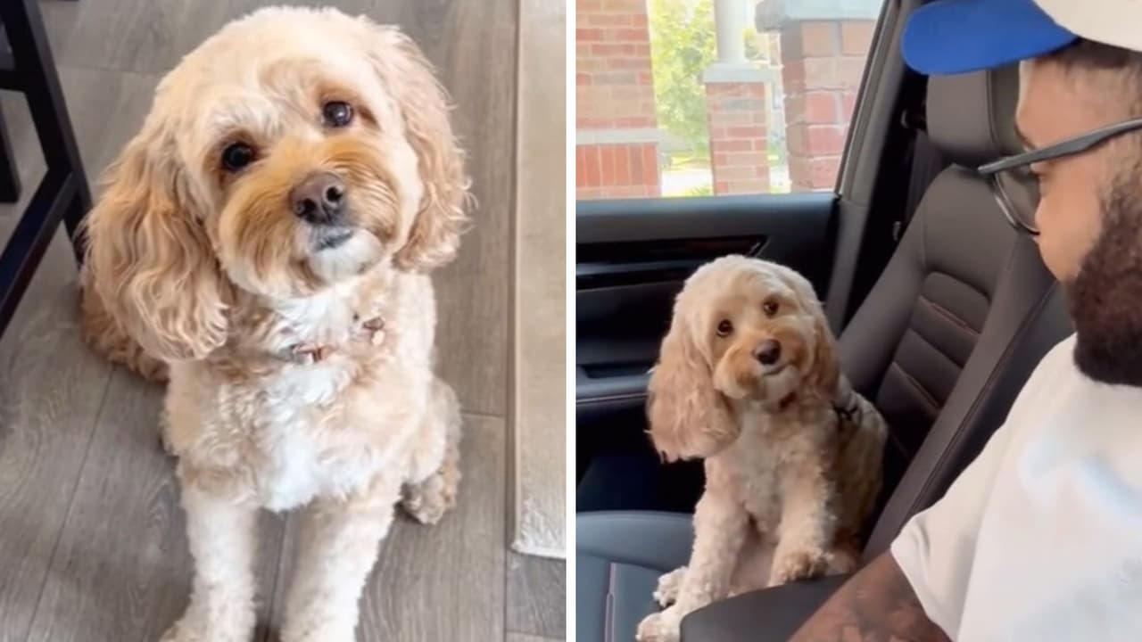 Hombre pregunta a su perrita si fue humana en su vida pasada y respuesta desconcierta a Internet
