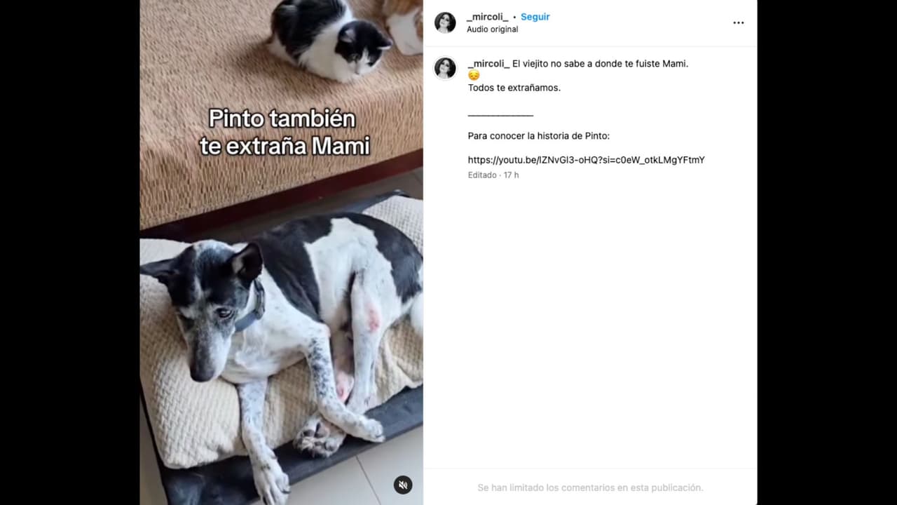 Hija de Dulce asegura que Pinto, el perrito que rescató, extraña a la cantante