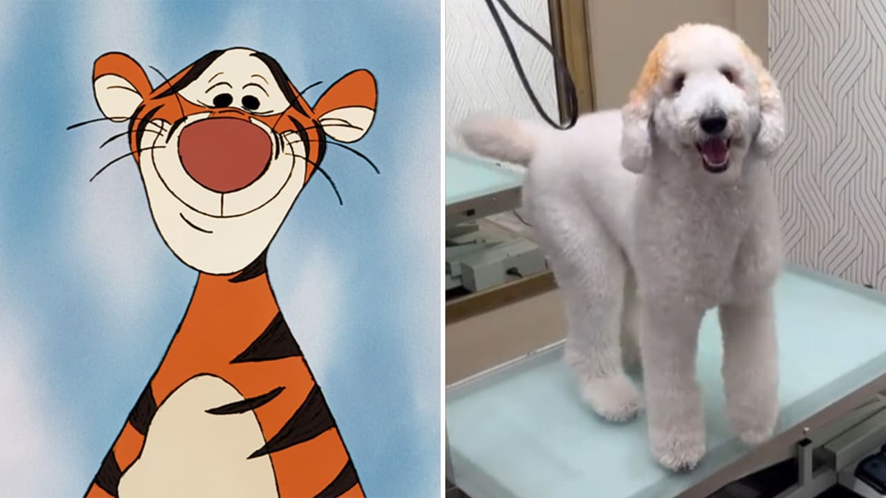 Hombre transforma a su perrito en Tigger de Winnie Pooh y luce idéntico: parece un peluche