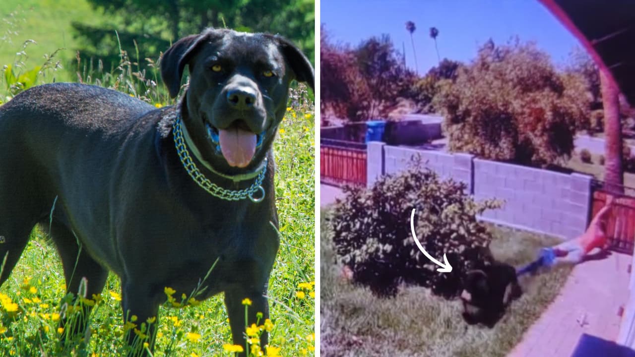 Hombre intenta invadir casa y perrita se lo impide: le terminó arrancando los pantalones