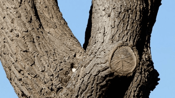 Reto Viral: Aunque no lo creas en este árbol hay un búho. ¿Puedes verlo?