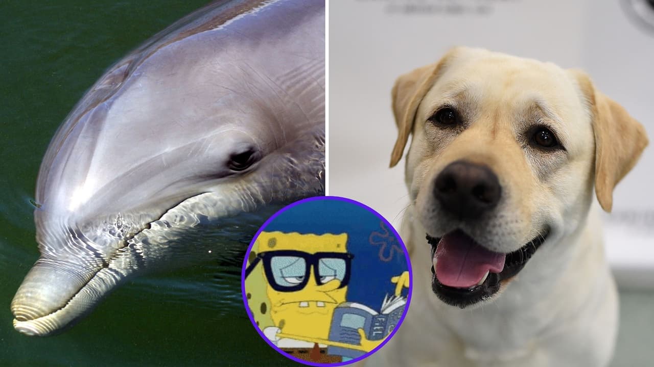 ¿Cuáles son los animales que tienen mejor memoria? Estas son las 10 criaturas más inteligentes