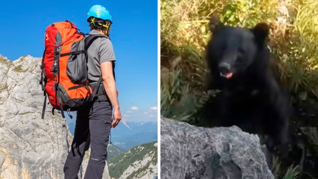 Hombre lucha contra oso en una montaña y la pelea impactó a todo TikTok: así salvó su vida