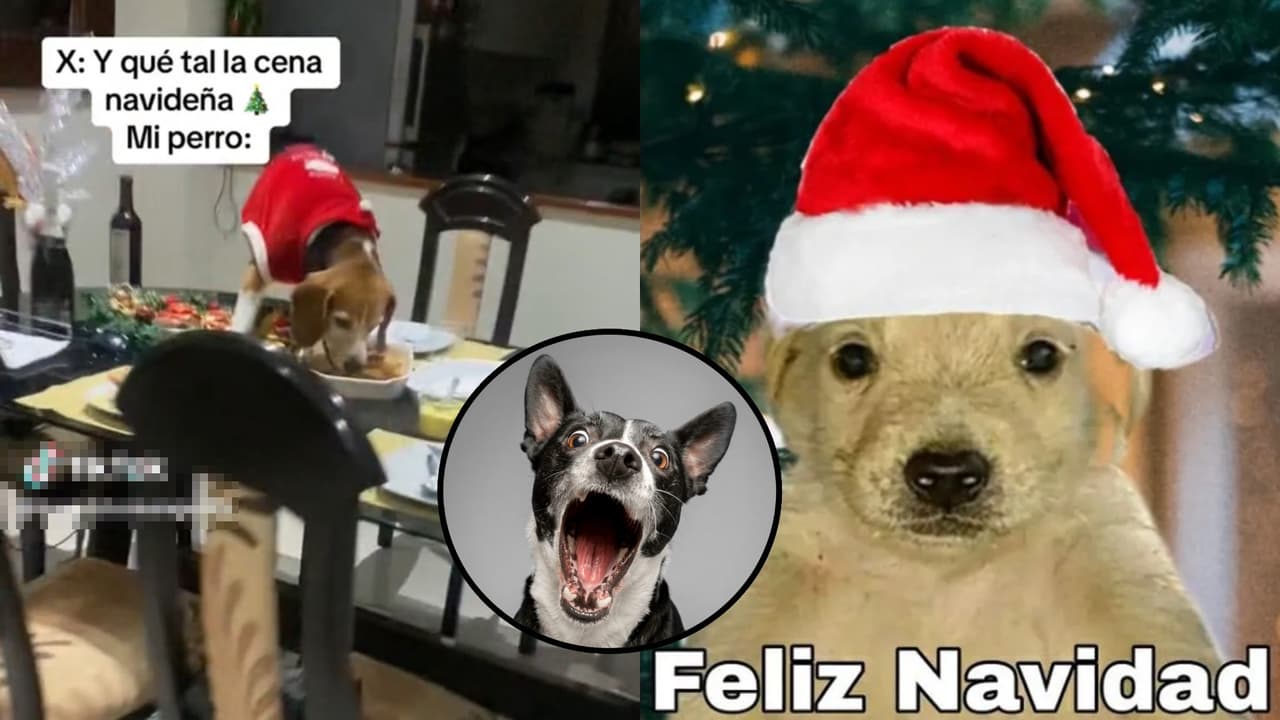 Perrito se come la cena de Navidad mientras su familia intercambia regalos: “Fue el más feliz”