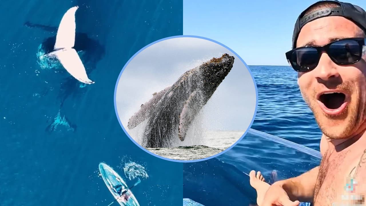 Hombre capta a ballena durmiendo en medio del océano.
