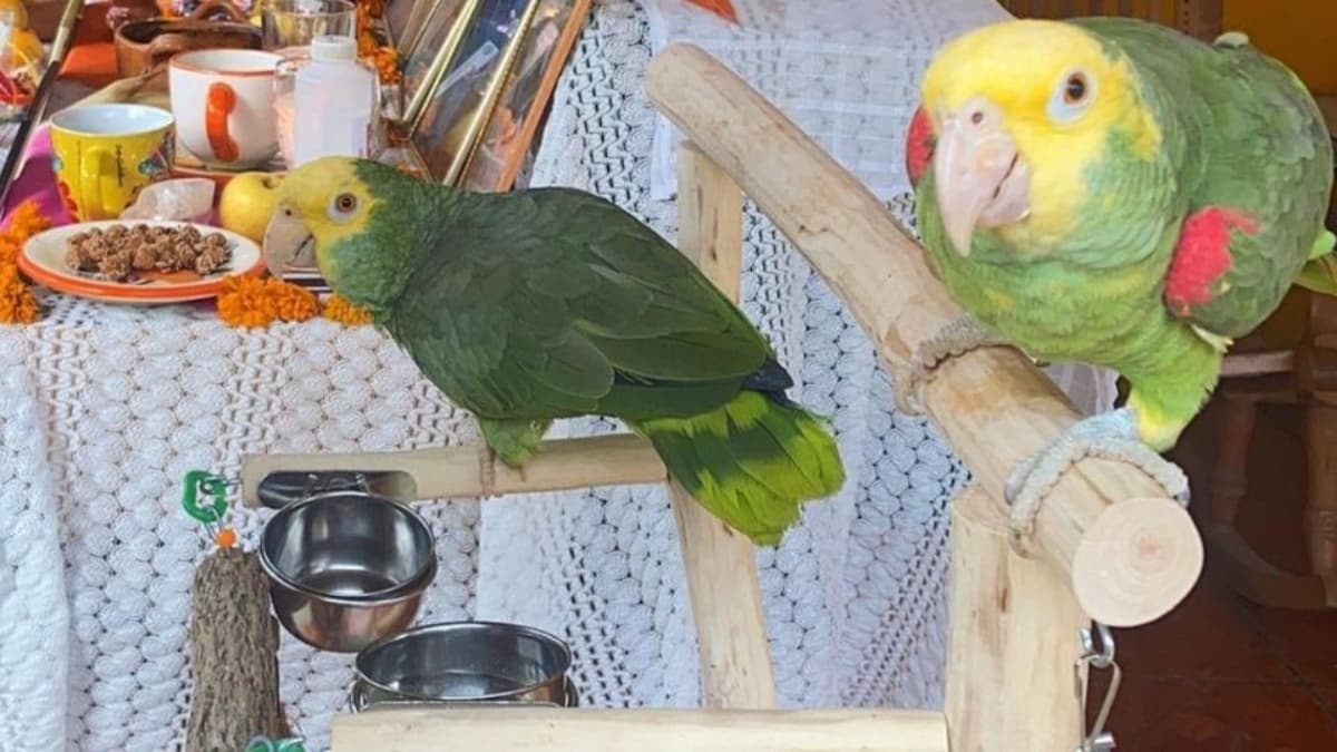 Loros impactan al cantar canción de Jesse & Joy