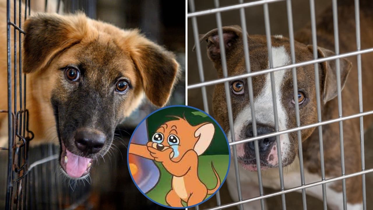 En una ciudad italiana se pretende dar un descuento en el impuesto de la basura a las personas que adopten un perro abandonado