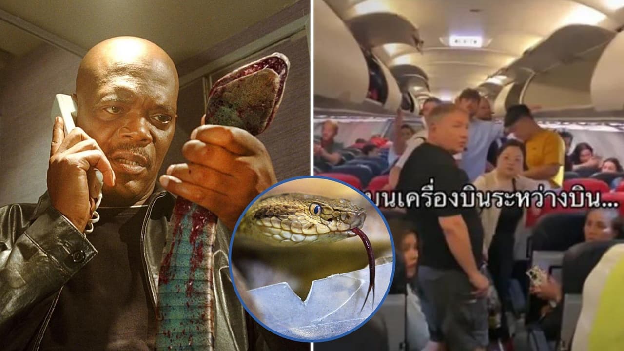 ¡Cómo en película de terror! Captan serpiente suelta en un avión; así fue el el escalofriante momento