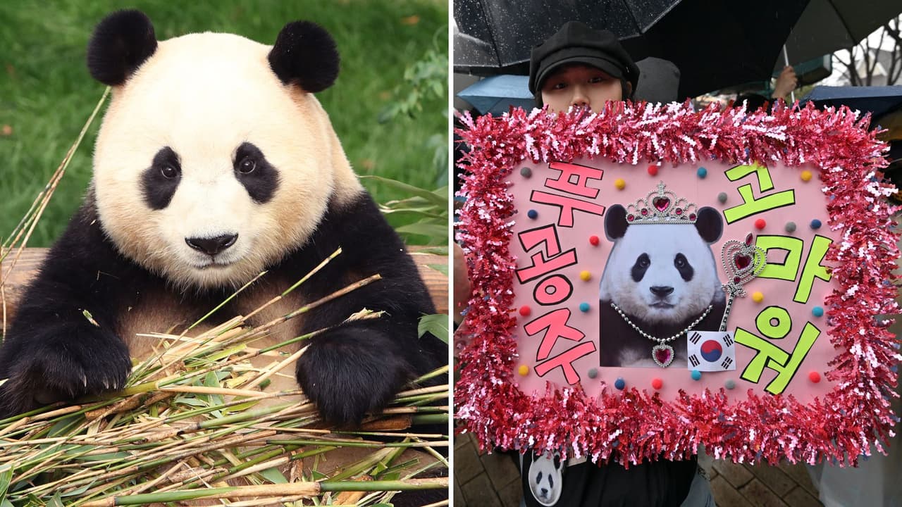 Fu Bao, la panda coreana que es casi una princesa, causa polémica por la ‘pareja fea' que tendrá en China