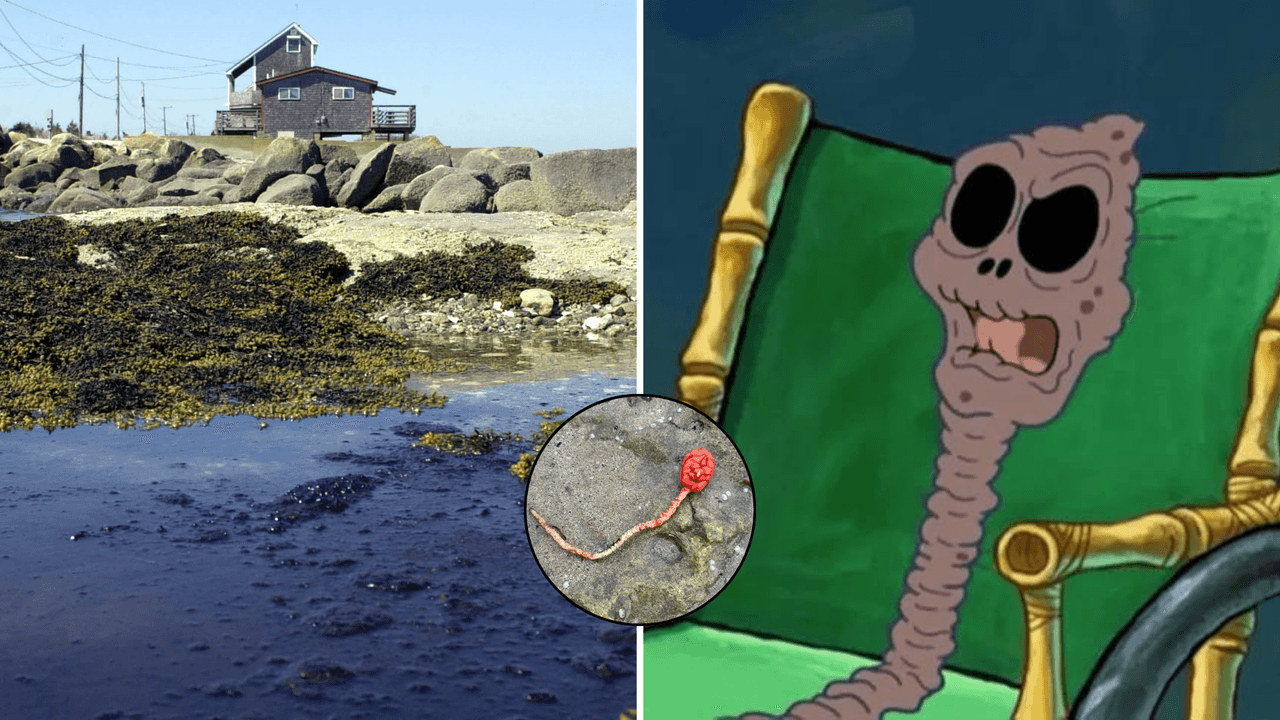 Captan extraña criatura marina a la orilla del mar y la foto causa terror en redes: ¿es un extraterrestre?