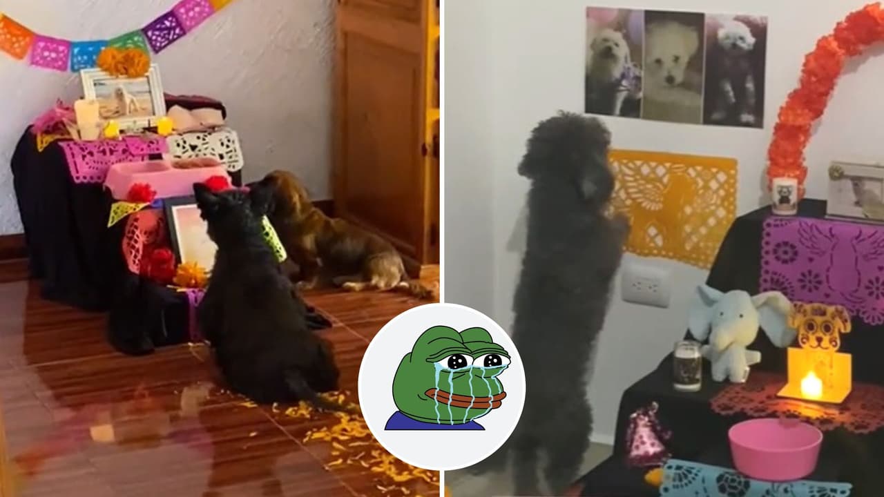 Ellos afirman que sus mascotas fallecidas visitaron sus ofrendas de Día de Muertos y te harán llorar