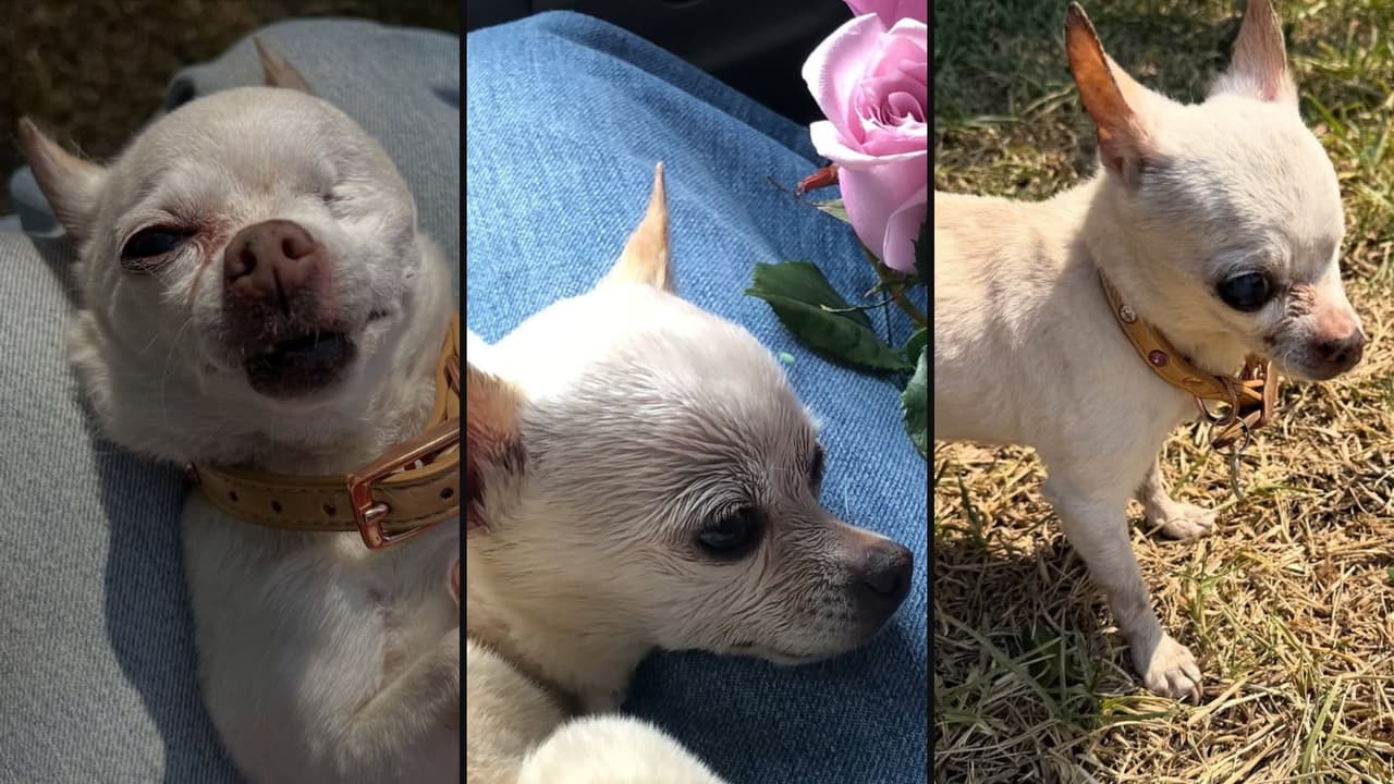 Claudia Martín lamenta la muerte de su perrita Gusi