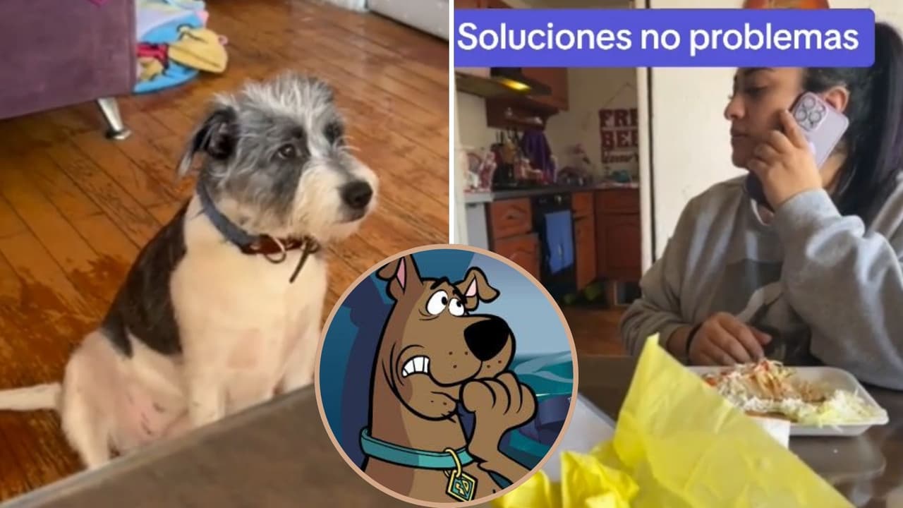 Mujer acusa a su perrita con Scooby-y muestra su triste reacción en TikTok: "Dale otra oportunidad"