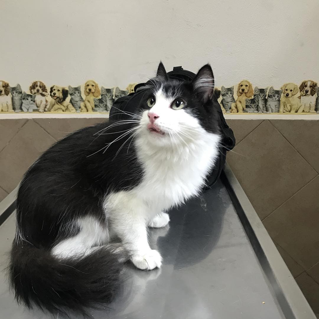 De lo que sí no es nada fan es de ir al veterinario (se pone muy nervioso).