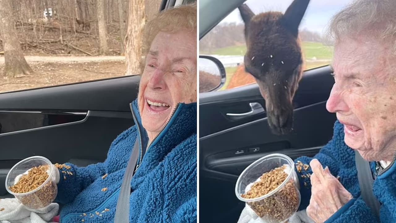 Abuelita de 93 años alimenta a animales en safari y su reacción se hace viral en redes