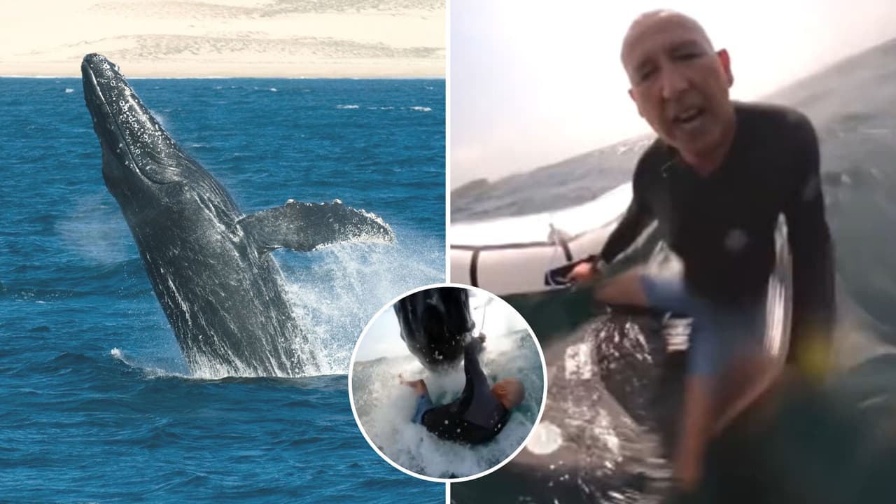 Surfista se lleva susto al ser golpeado por una ballena: escalofriante momento queda en video