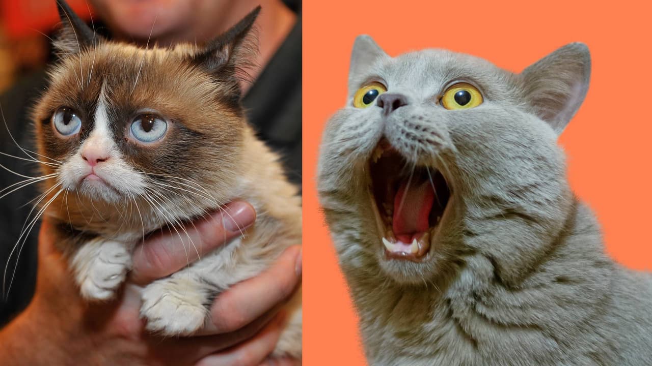 Investigación señala que los gatos pueden imitar expresiones faciales de los humanos