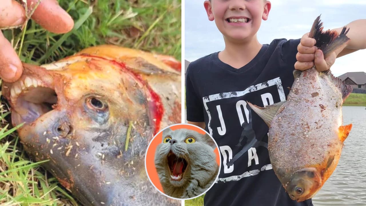 Niño hace inusual hallazgo y atrapa pez con dientes "humanos": fotos causan pavor