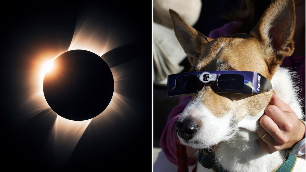Cómo proteger a tus mascotas durante el eclipse solar: tips para mantenerlos seguros