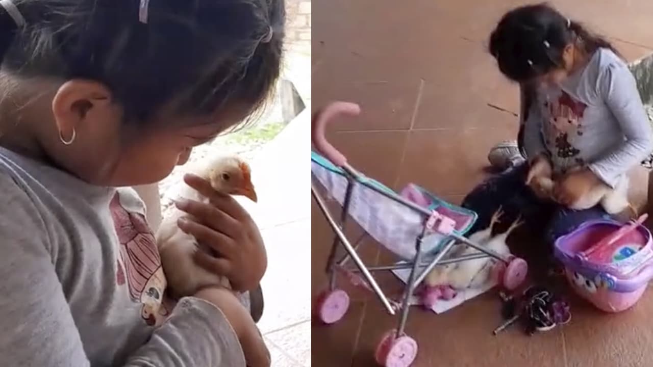 Niña juega con gallinas como si fueran muñecas y la actitud de las aves impacta a TikTok: ¿Cómo se dejan?