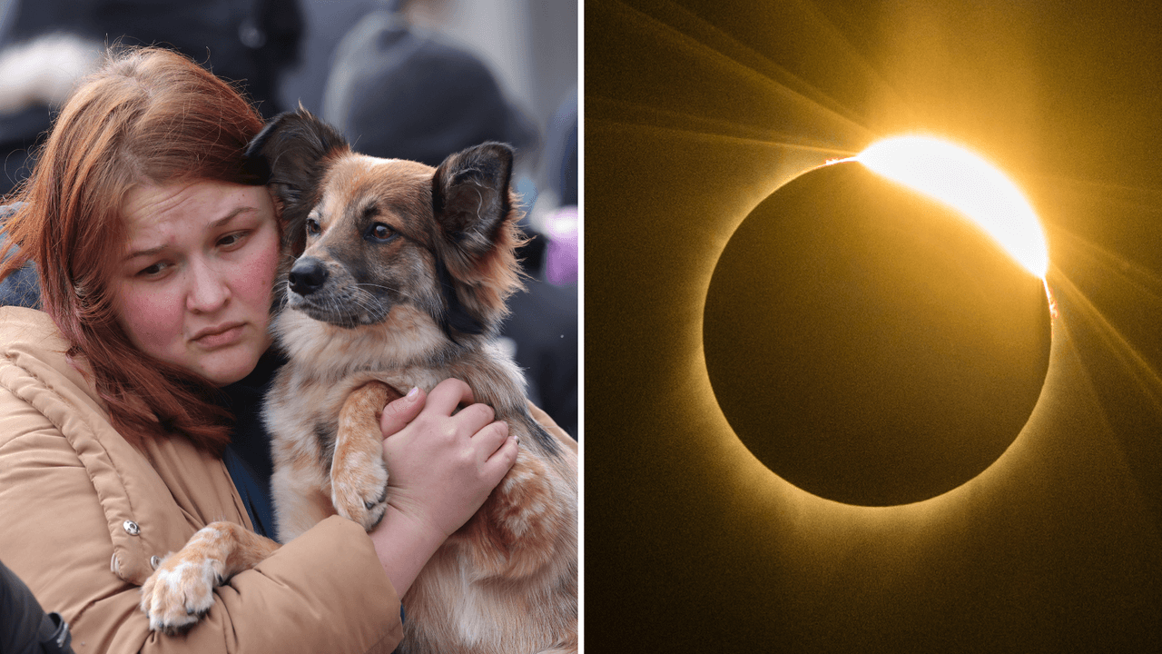 Las mascotas pueden sufrir algunos cambios en su comportamiento durante el eclipse solar