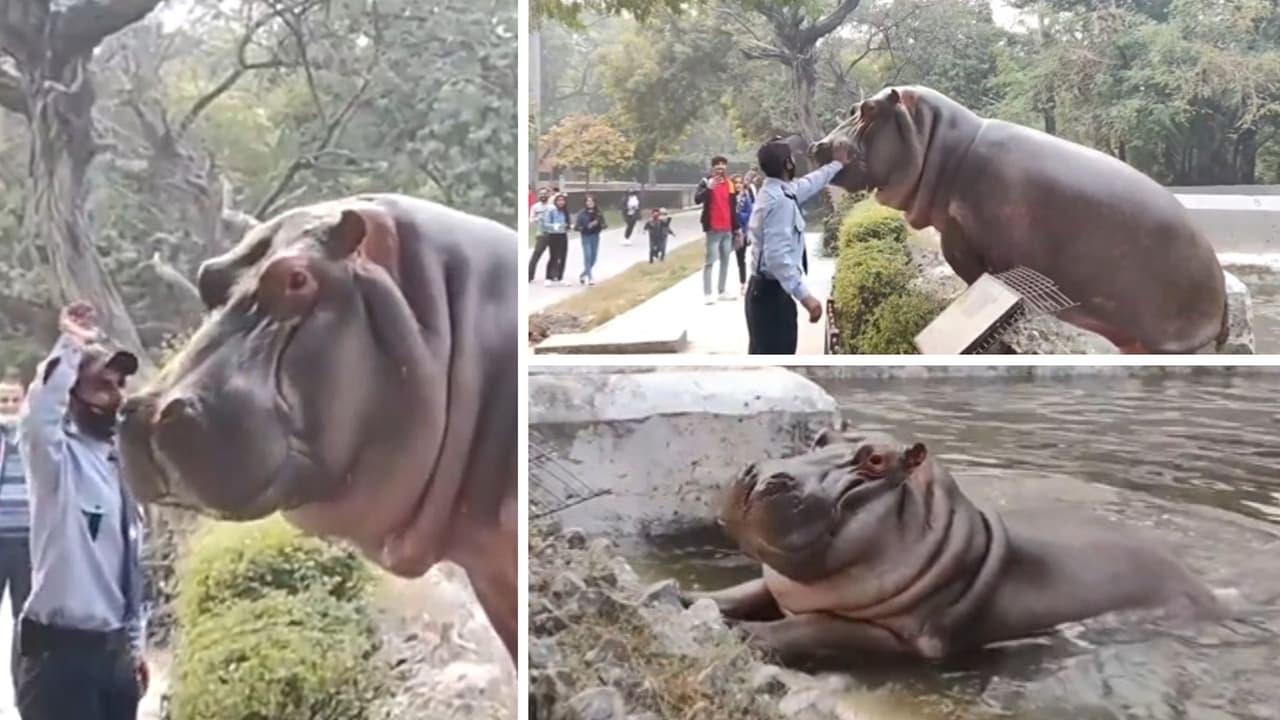 El guardia no retrocedió ante el hipopótamo