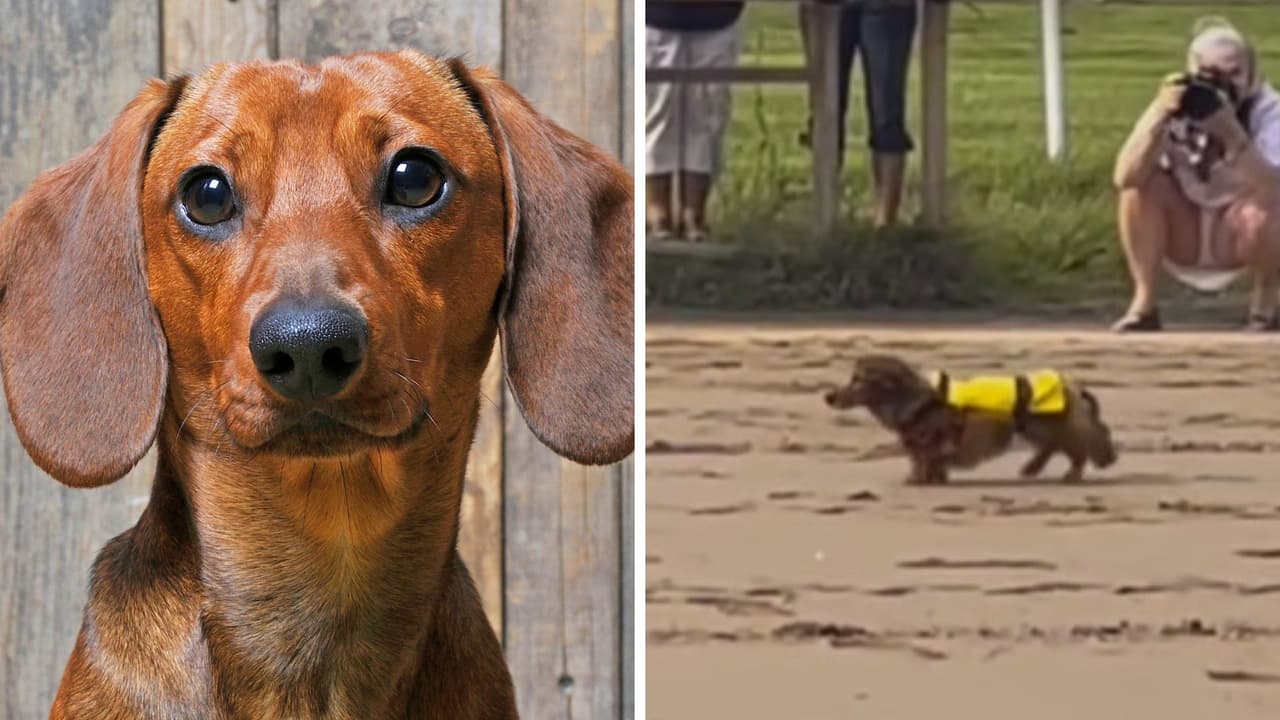 Tierno perrito se niega a correr en una carrera: quedó en último lugar pero se robó el show