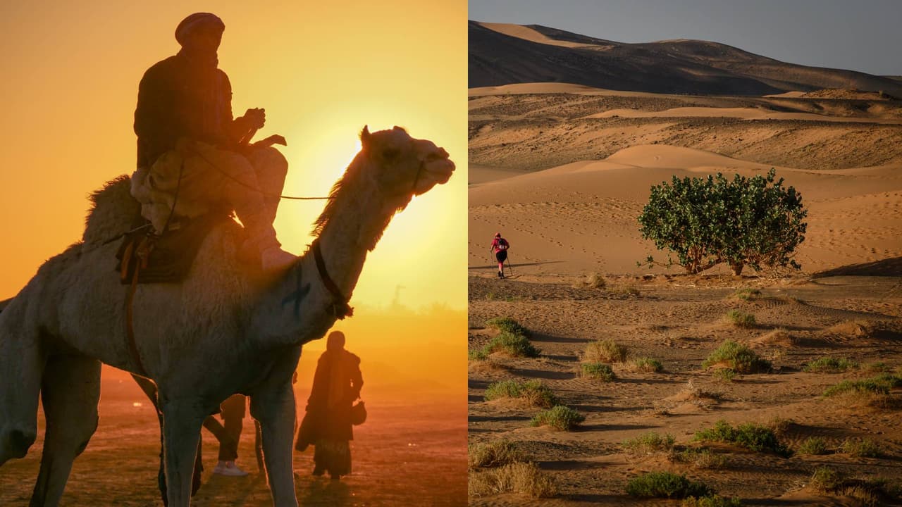 Encuentran millones de árboles ‘ocultos’ en el desierto del Sahara: científicos explica por qué