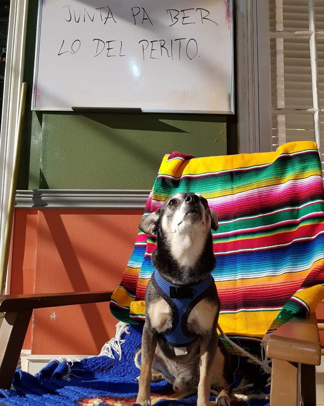 "Hoy mientras paseaba a #mariachi se me acercó una muchacha y me preguntó: -¿Él es “Luismi”?!!!
<br>-Sí, él hizo el papel de “Luismi” en @vecinosoficial Jajajajajaja. Me sentí como pavo real. Amo a mis perrillos".