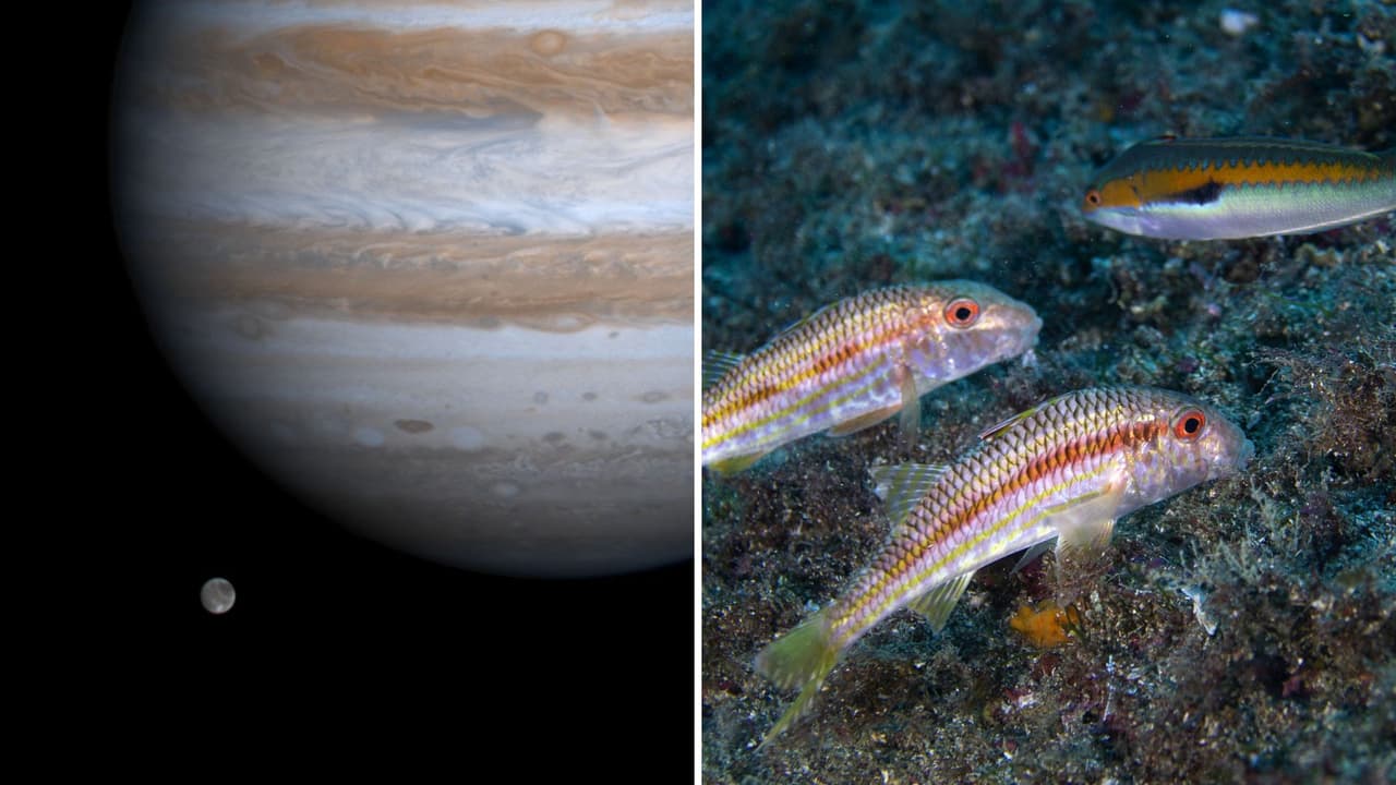 Europa, la luna de Júpiter que podría estar llena de vida submarina; esto es lo que sabemos