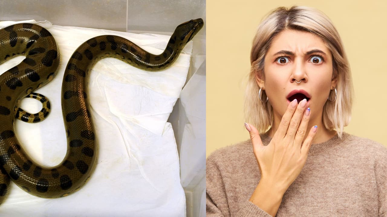 Anaconda de 6 metros sorprende a estudiantes en Brasil y se hace viral.