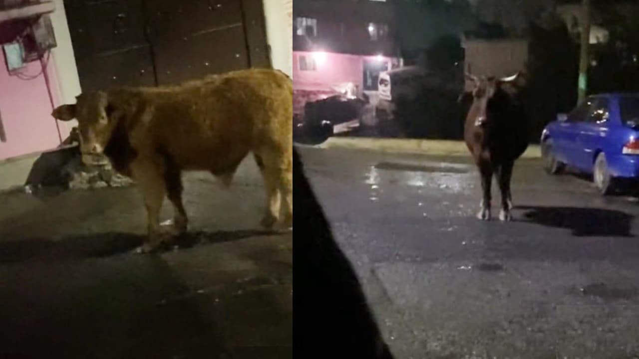 Chofer se rehúsa a recoger un pasajero por culpa de un toro: Video se hace viral en TikTok