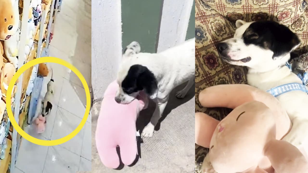 Perrito hace tierno robo de peluche a una tienda, se gana el corazón de todos y termina adoptado y con 'empleo'