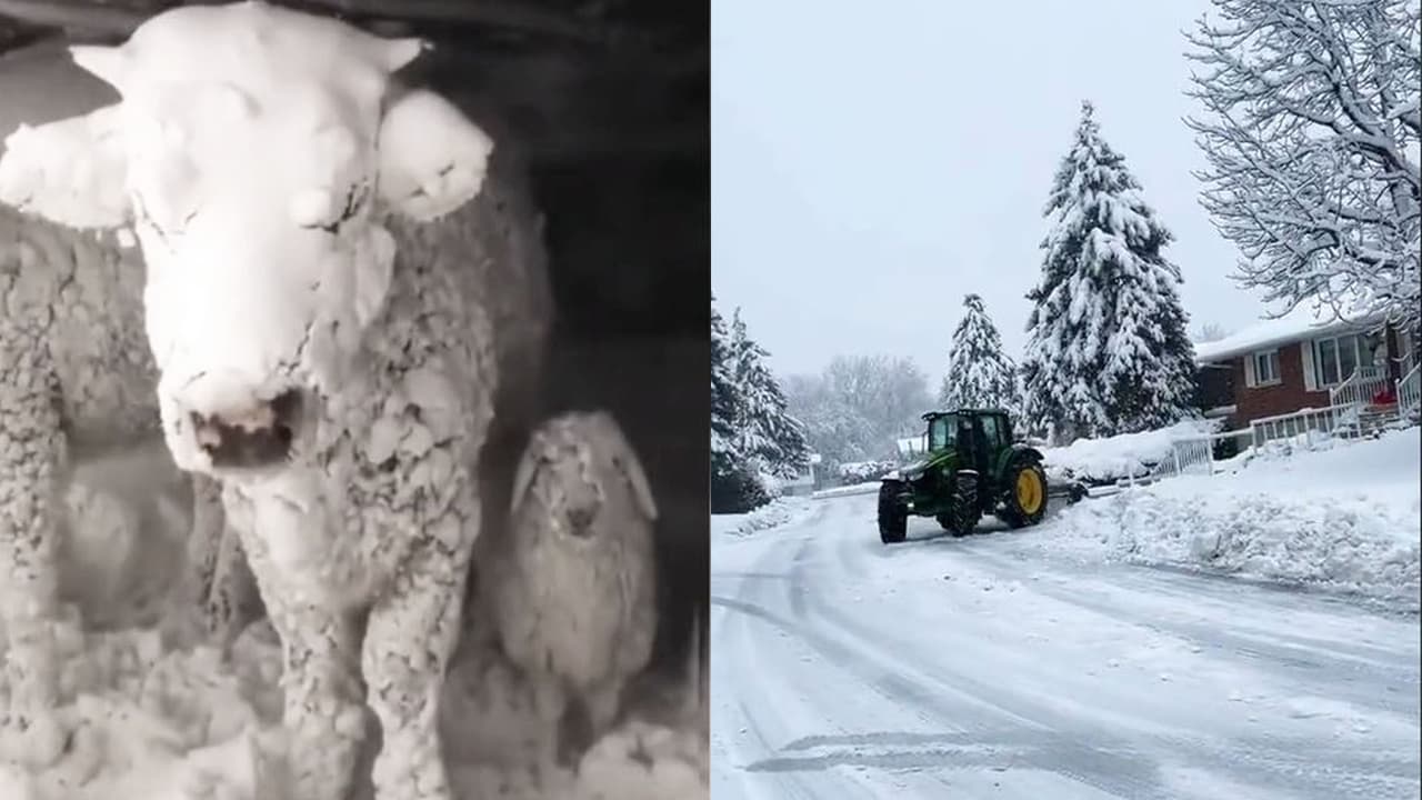 Animales congelados, montañas de nieve en las calles: videos devastadores de las heladas en EUA y Canadá