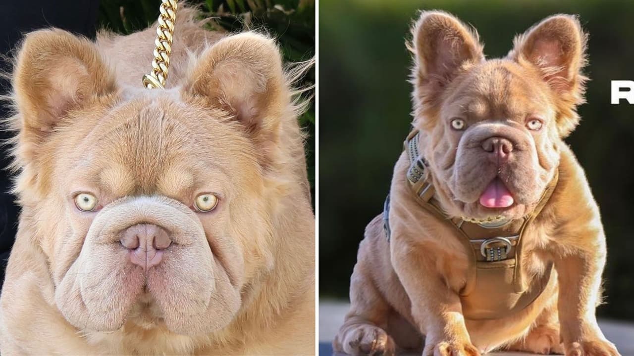 Conoce al ‘perro más valioso del mundo’: Rope Daddy tiene una dieta de 6 mil pesos