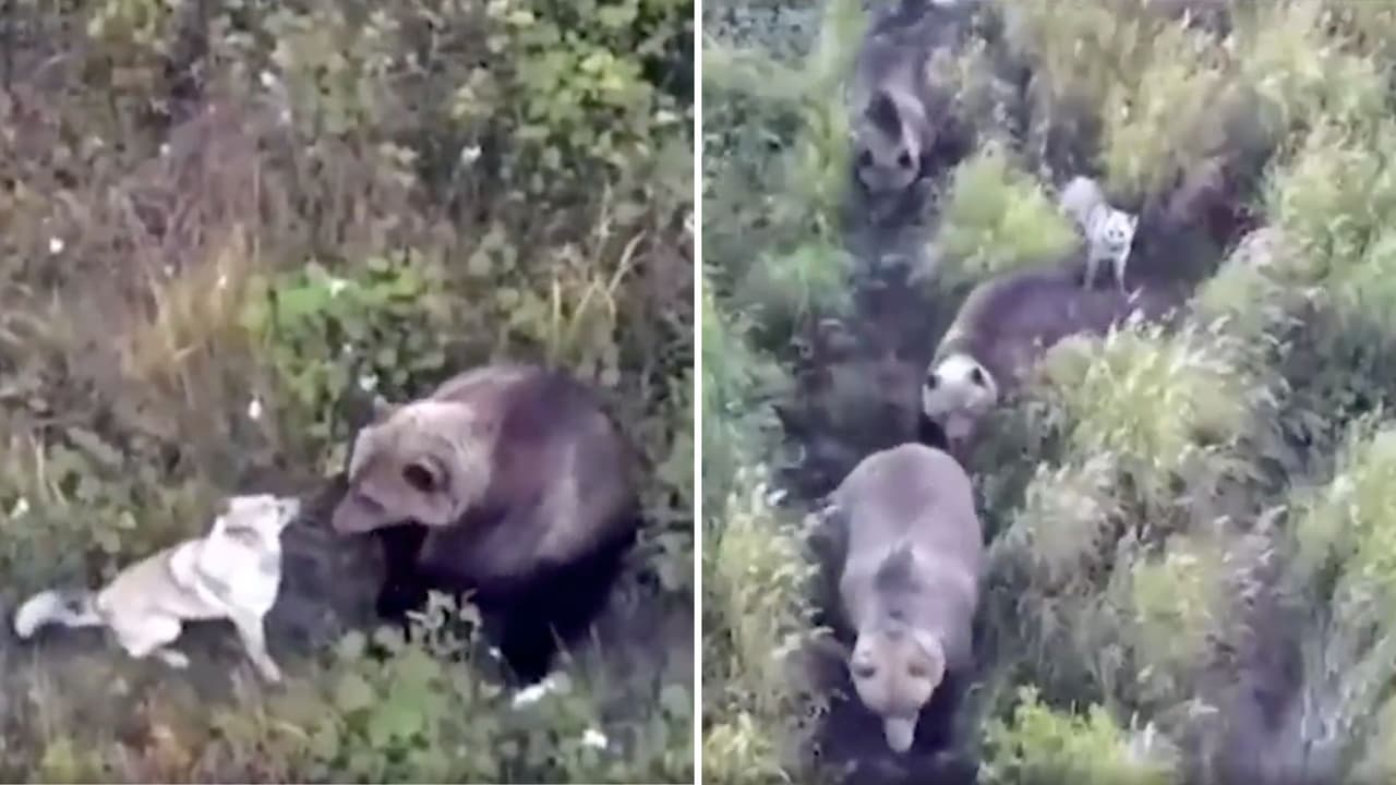 Perro se pierde en Rusia y dueños lo encuentran jugando con manada de osos: se volvió uno de ellos