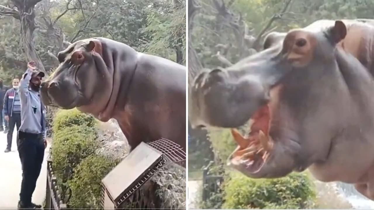 Hipopótamo intenta escapar del zoológico y un guardia lo detiene a cachetadas: video causa furor