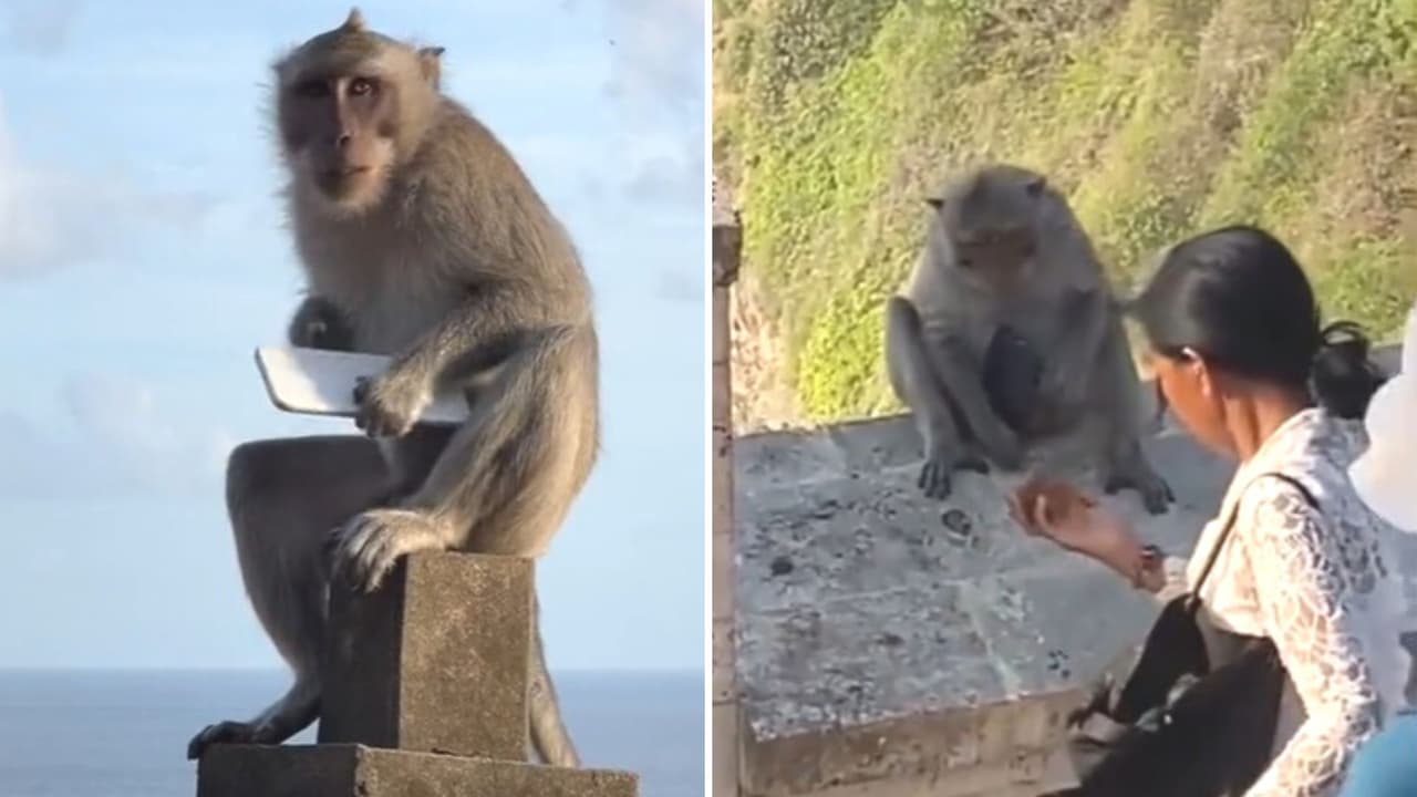 Mono roba celular a una mujer y le pide comida para devolvérselo: video causa impacto en redes