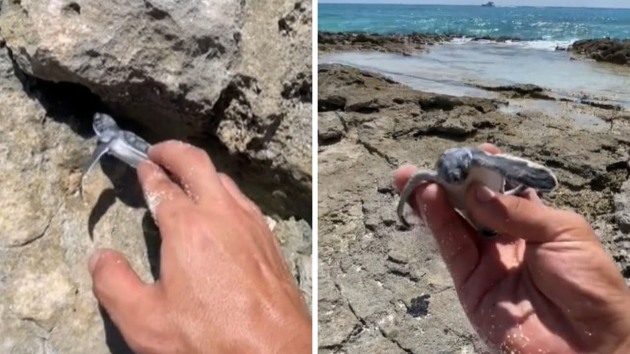 Jóvenes rescatan a tortugas bebés en la playa: quedaron atoradas y estaban condenadas a morir