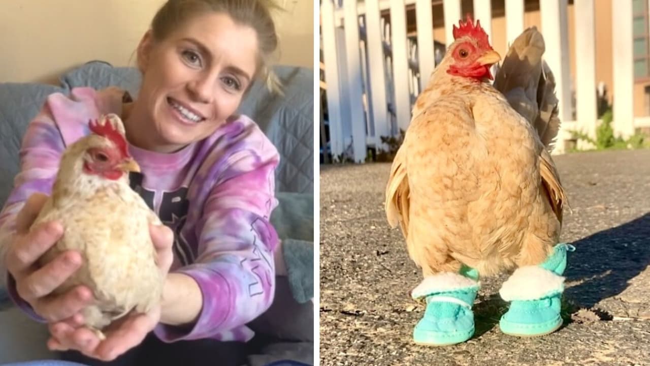 Pollito causa furor en redes por usar zapatos para poder caminar: la razón te conmoverá