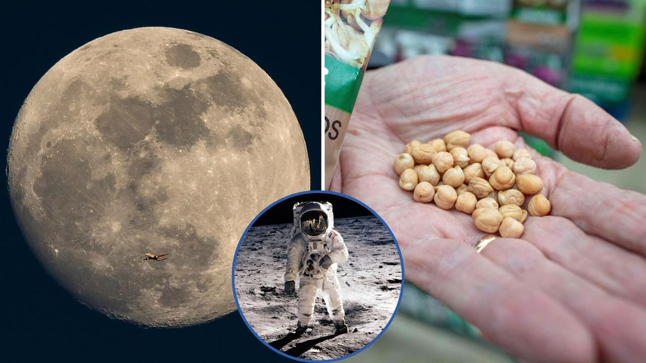 Cientificos logran cultivar garbanzo en el suelo lunar: de esta manera lo consiguieron