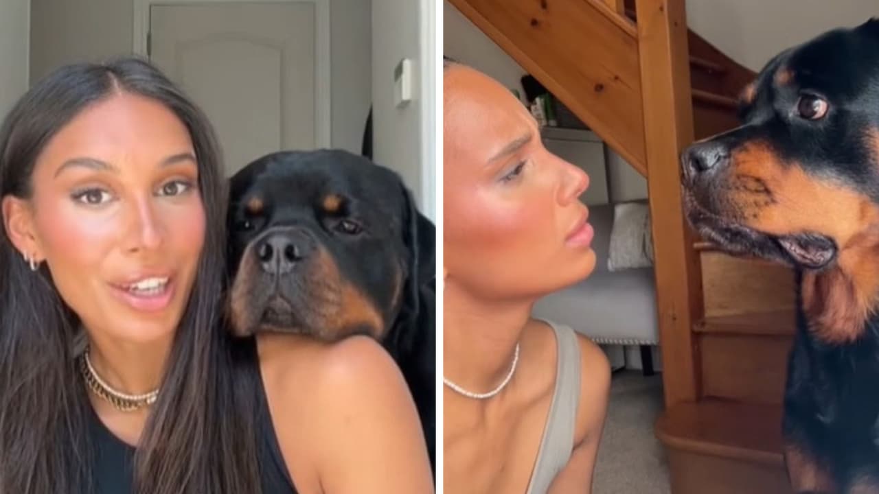 perro_expresiones_Faciales