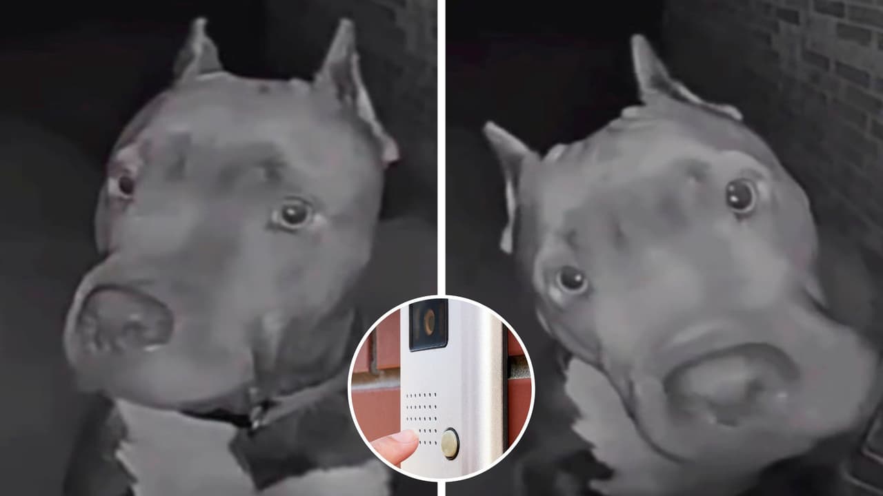 Perrito va a casa de sus vecina a tocarle el timbre a las 4 de la mañana: video desata teorías