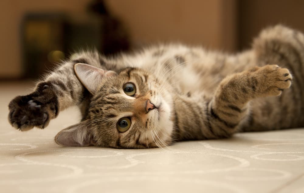 Los gatos reconocen su nombre, pero prefieren ignorarte: lo dice la ciencia