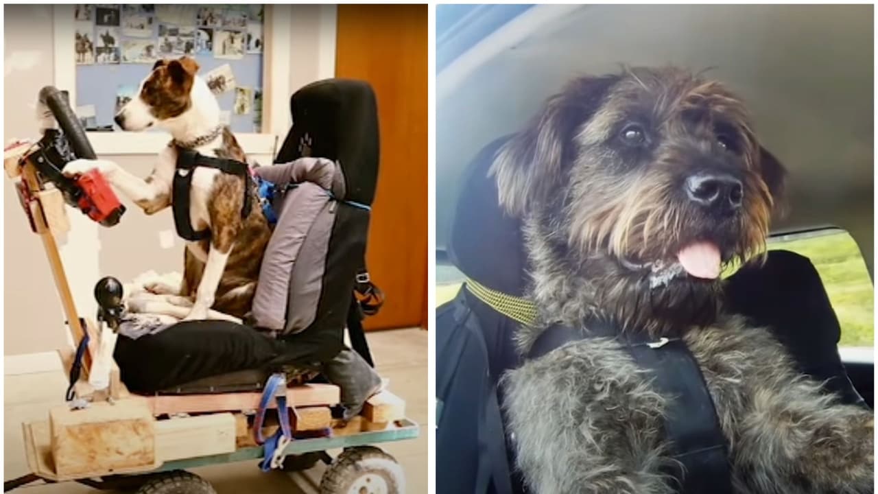 Refugio en Nueva Zelanda enseñó a manejar a varios perros