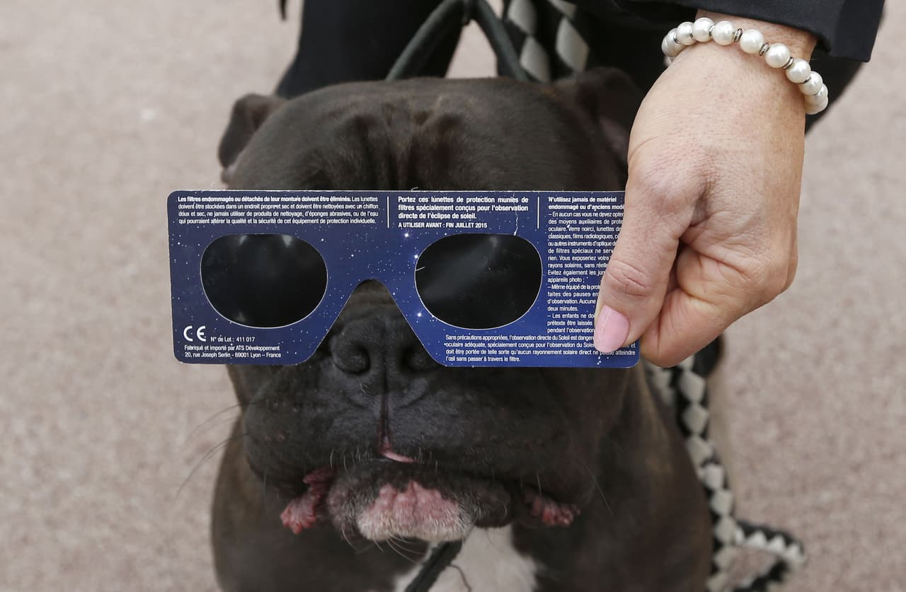 Perro con lentes para ver el eclipse