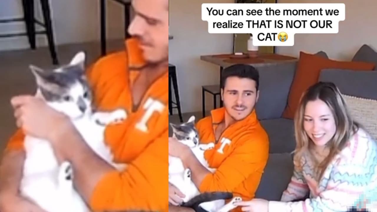 ¡Gran error! Hombre confunde a su gato y deja pasar a otro michi igual su casa