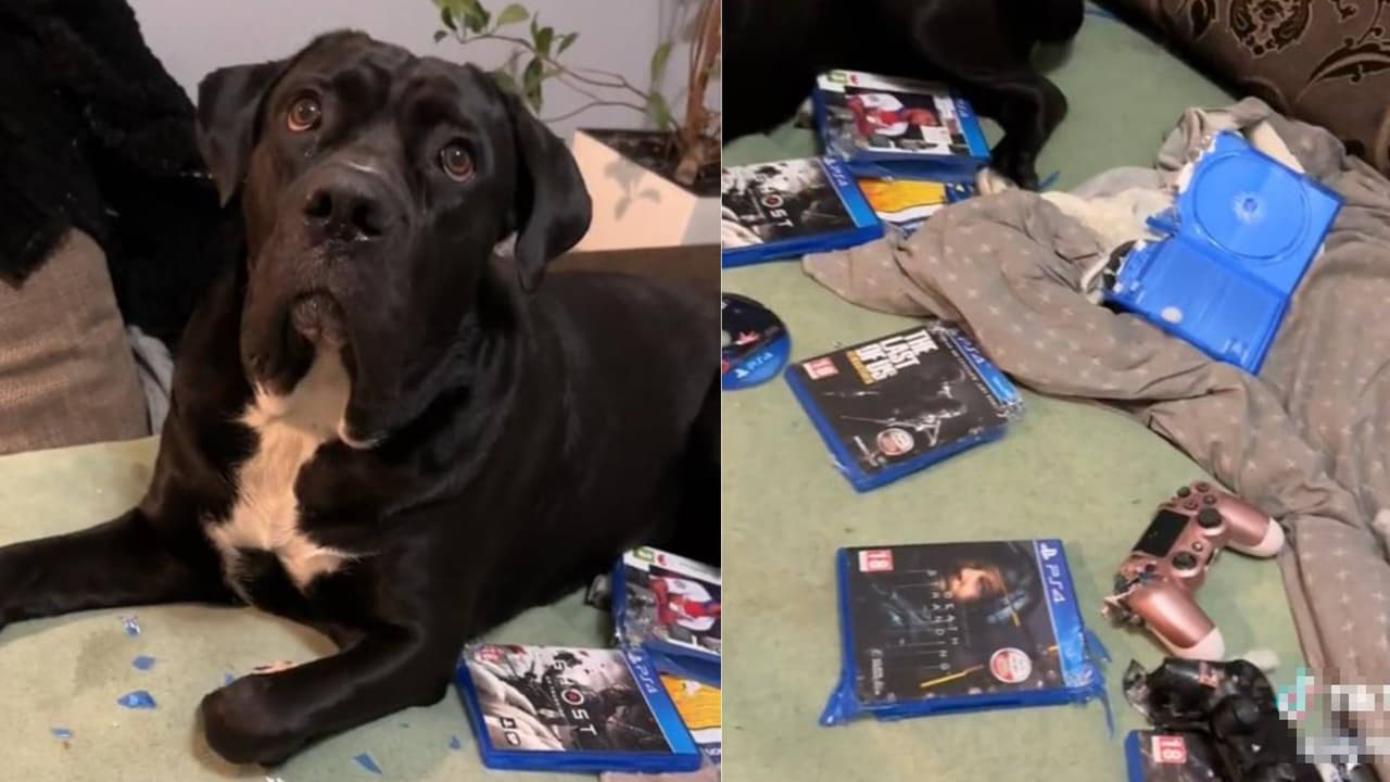Perrita destruye videojuegos de su dueño y se hace viral.